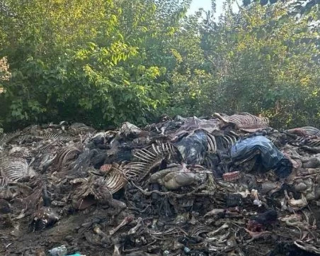 Разбиха нелегална кланица на коне край Сливен
