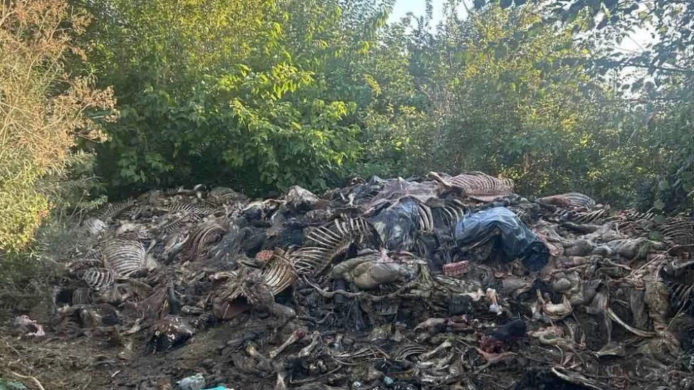 Разбиха нелегална кланица на коне край Сливен