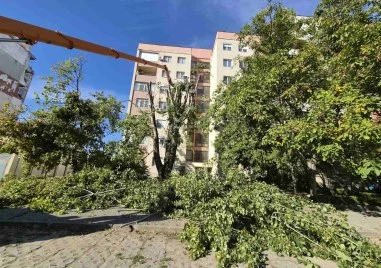 След сигнали на граждани: Обезопасиха топола в Тракия СНИМКИ
