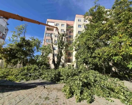 След сигнали на граждани: Обезопасиха топола в Тракия СНИМКИ