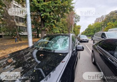 Изгнил клон се заби в предното стъкло на БМВ, замалко не уби шофьор в Пловдив
