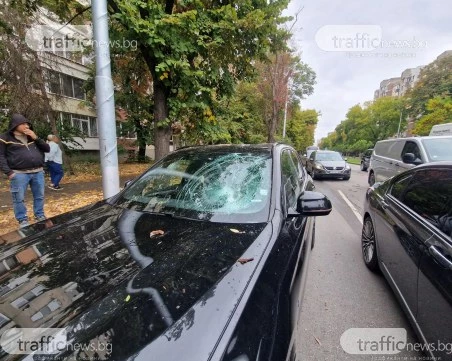 Изгнил клон се заби в предното стъкло на БМВ, замалко не уби шофьор в Пловдив