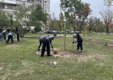 40 нови дръвчета вече обогатяват зелената система на в Пловдив