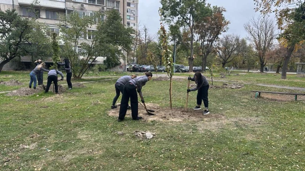 40 нови дръвчета вече обогатяват зелената система на в Пловдив