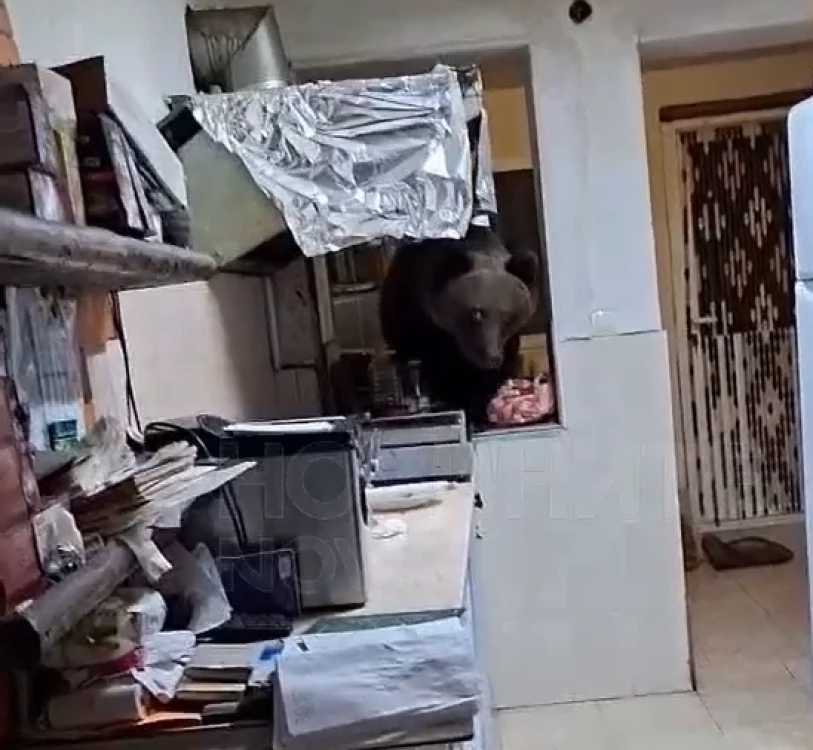 Мечка нахлу в къща за гости в Кресна